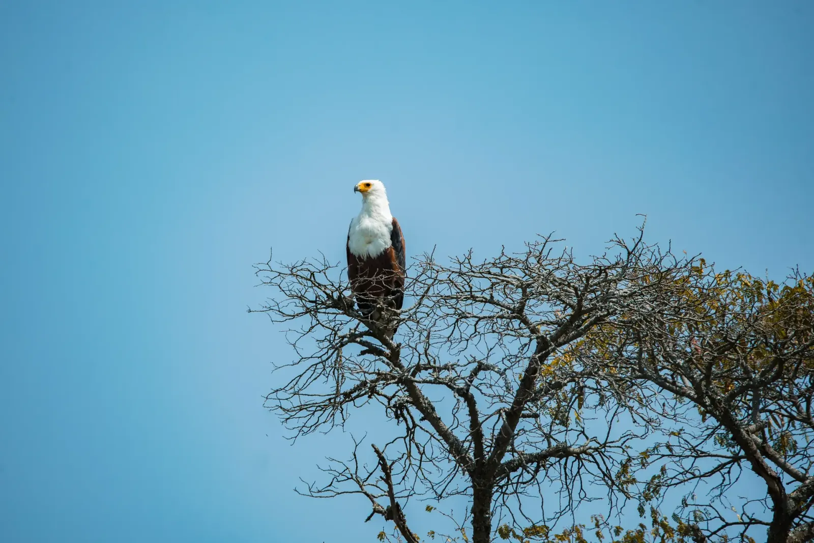 African fish eagle perched on a tree in Akagera National Park