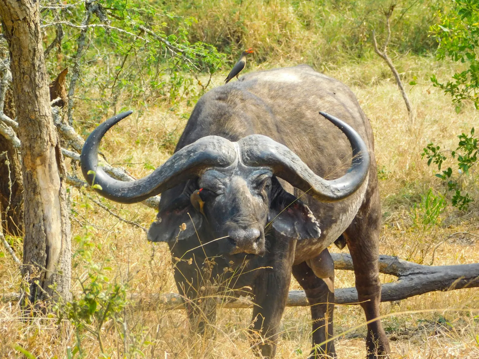 Cape buffalo with large curved horns in Akagera National Park