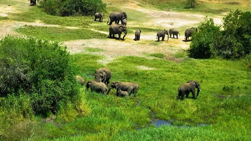 Elephant herd grazing in green grassland in Akagera National Park