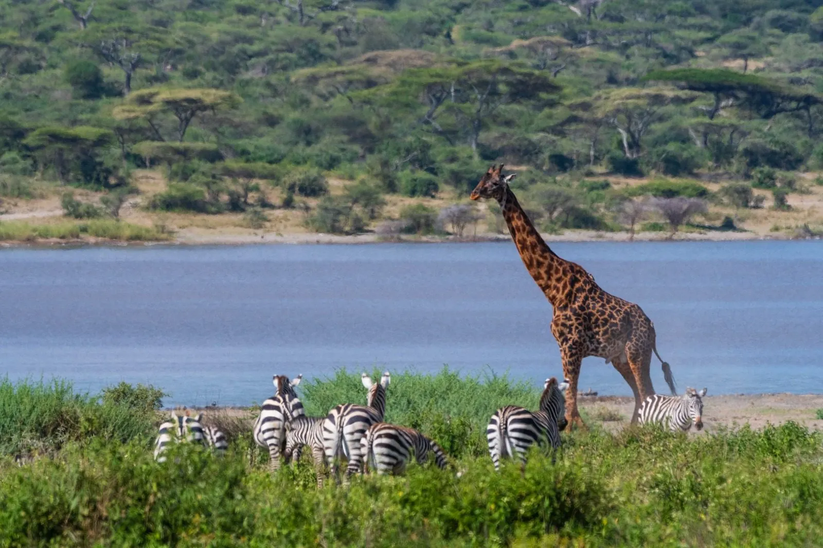 Giraffe and zebras on a lakeshore in Akagera National Park
