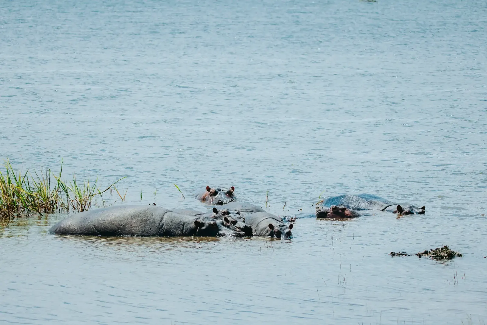 Hippos in a lake in Akagera National Park