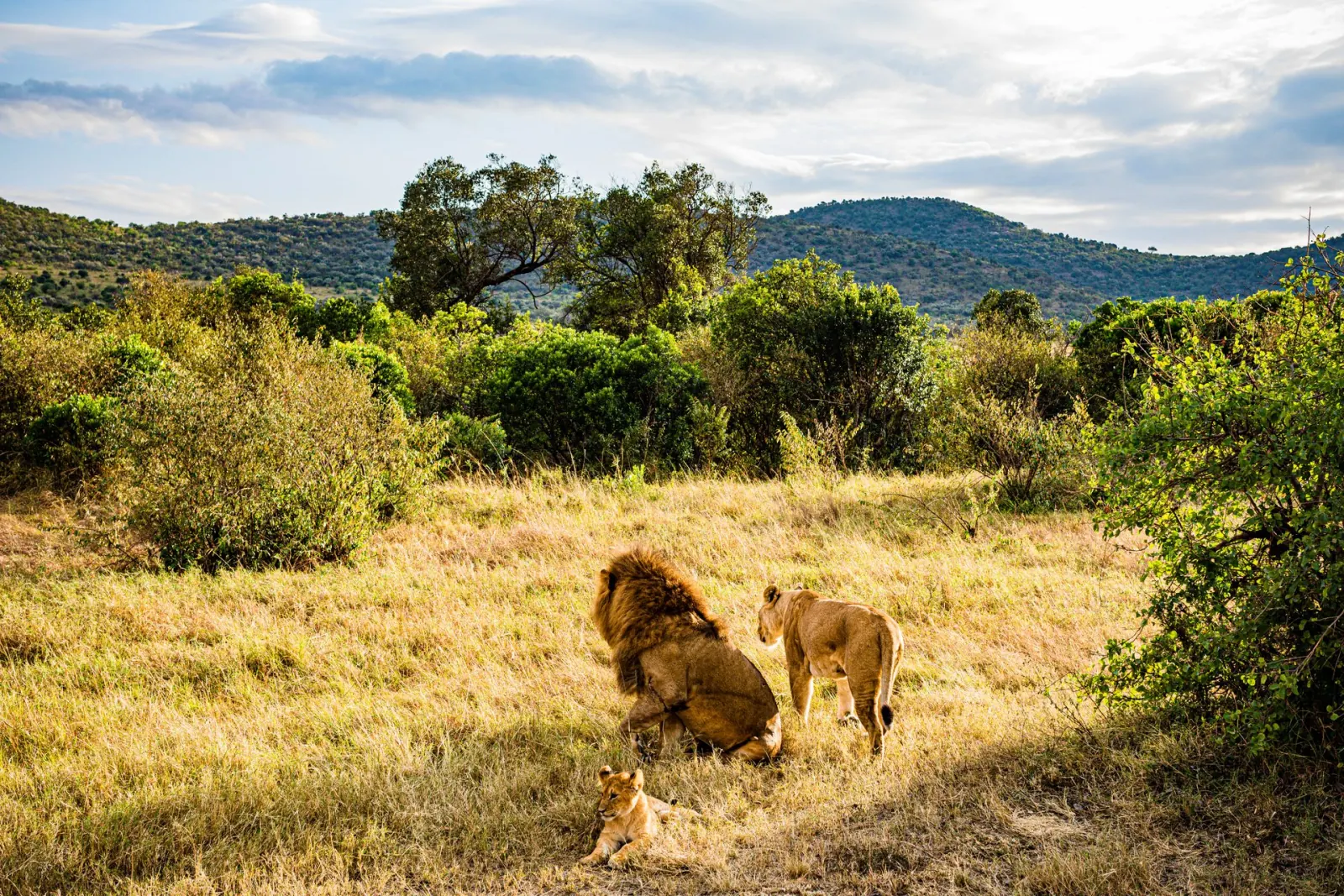 Lion and lioness resting in the grass, Akagera National Park