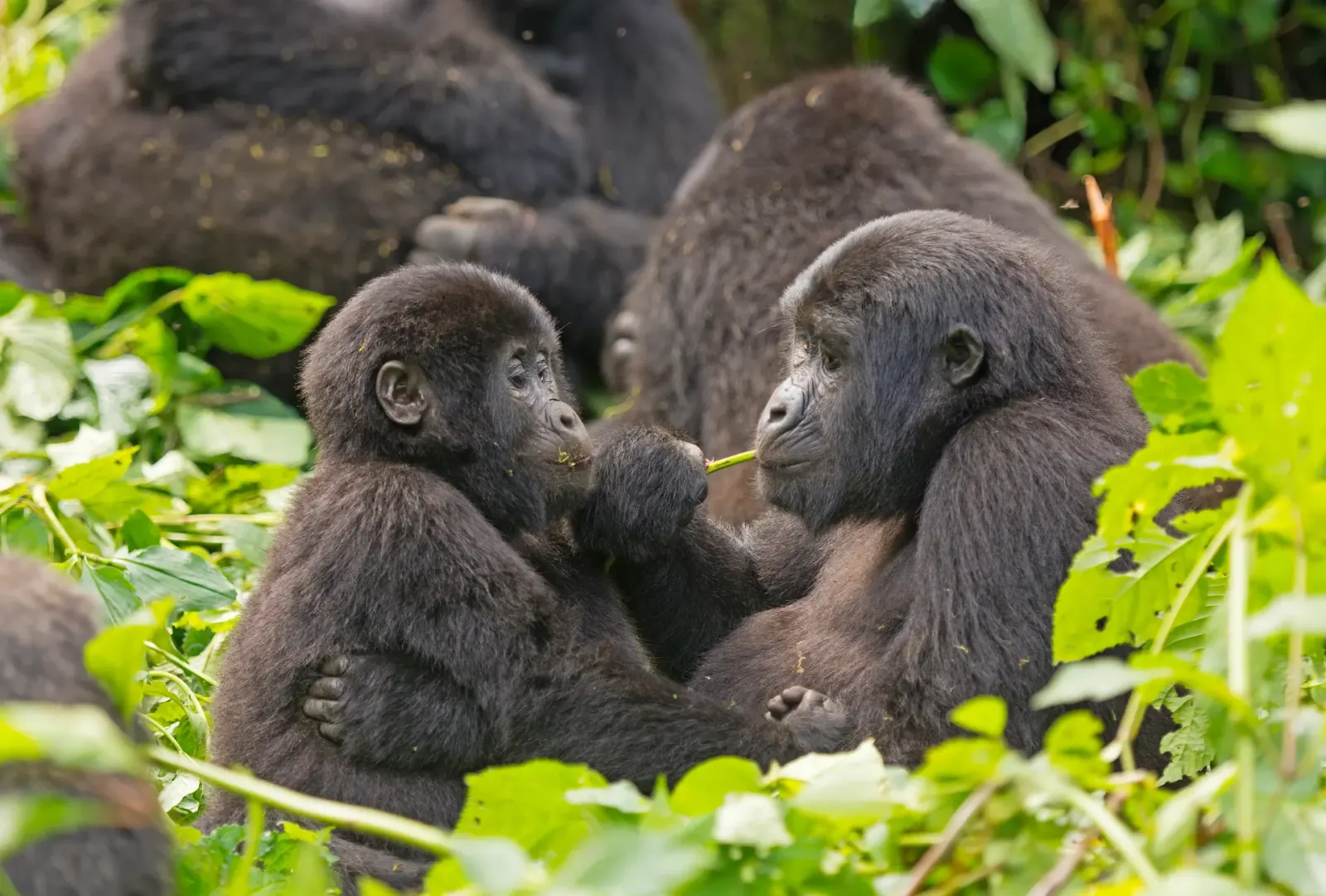Two young mountain gorillas sitting together in Volcanoes National Park