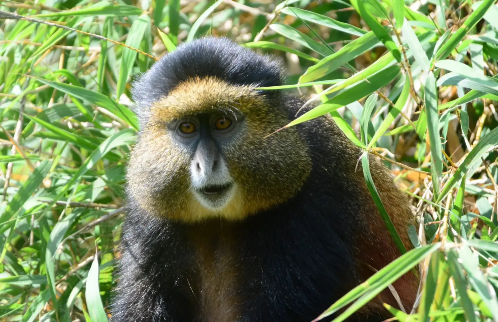 Golden monkey among bamboo in Volcanoes National Park