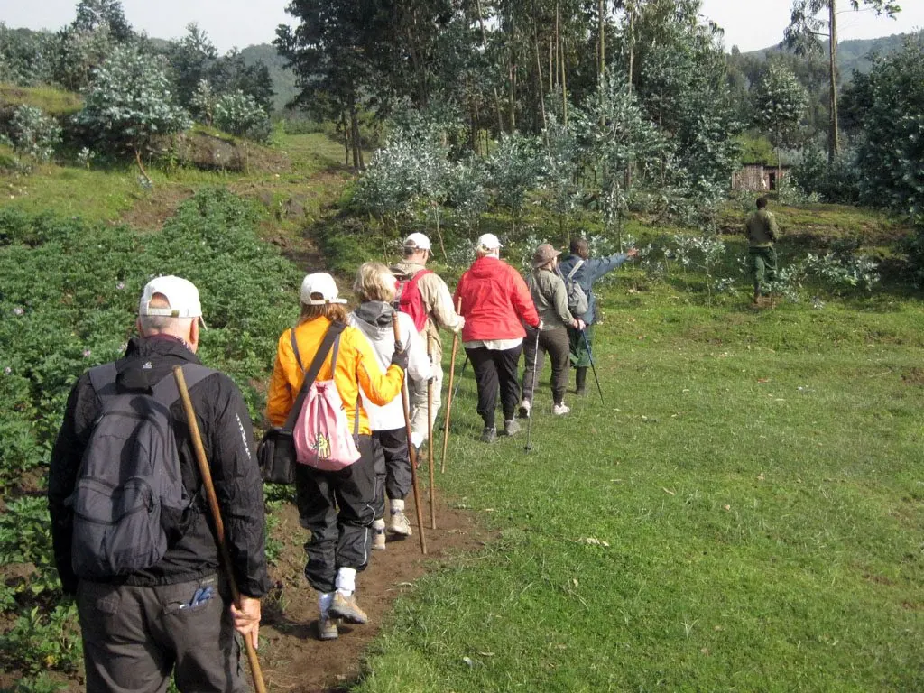 Group of trekkers with walking sticks setting out in Volcanoes National Park