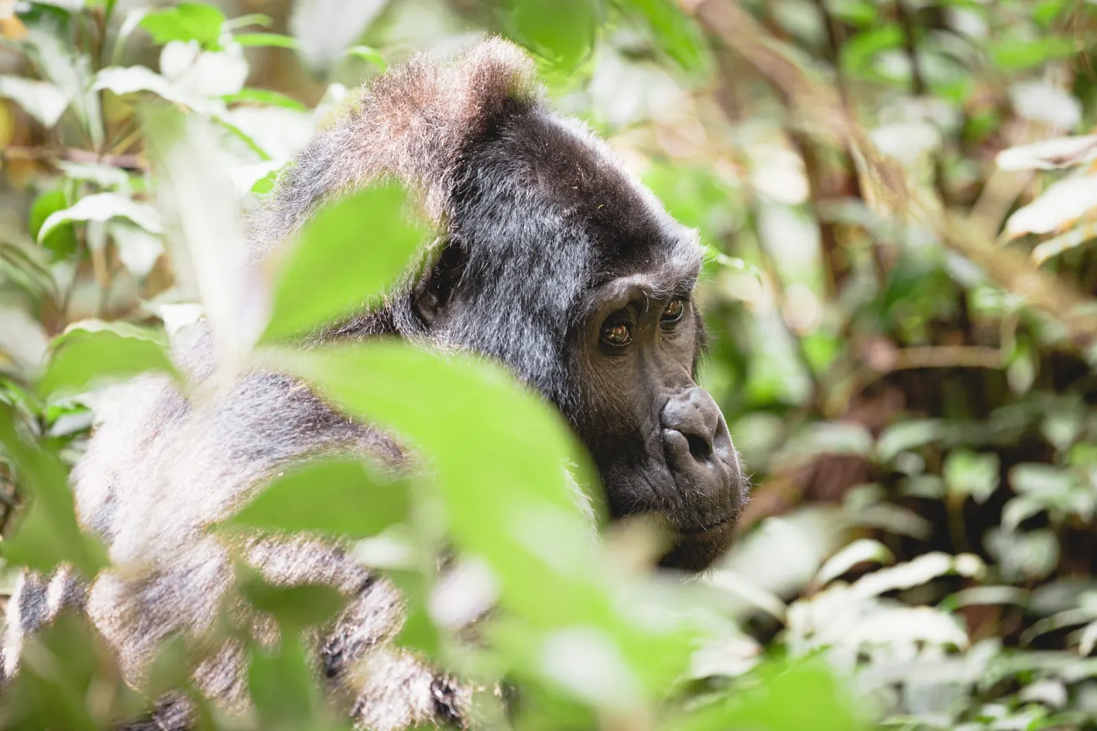 Mountain gorilla in the forest of Volcanoes National Park, Rwanda