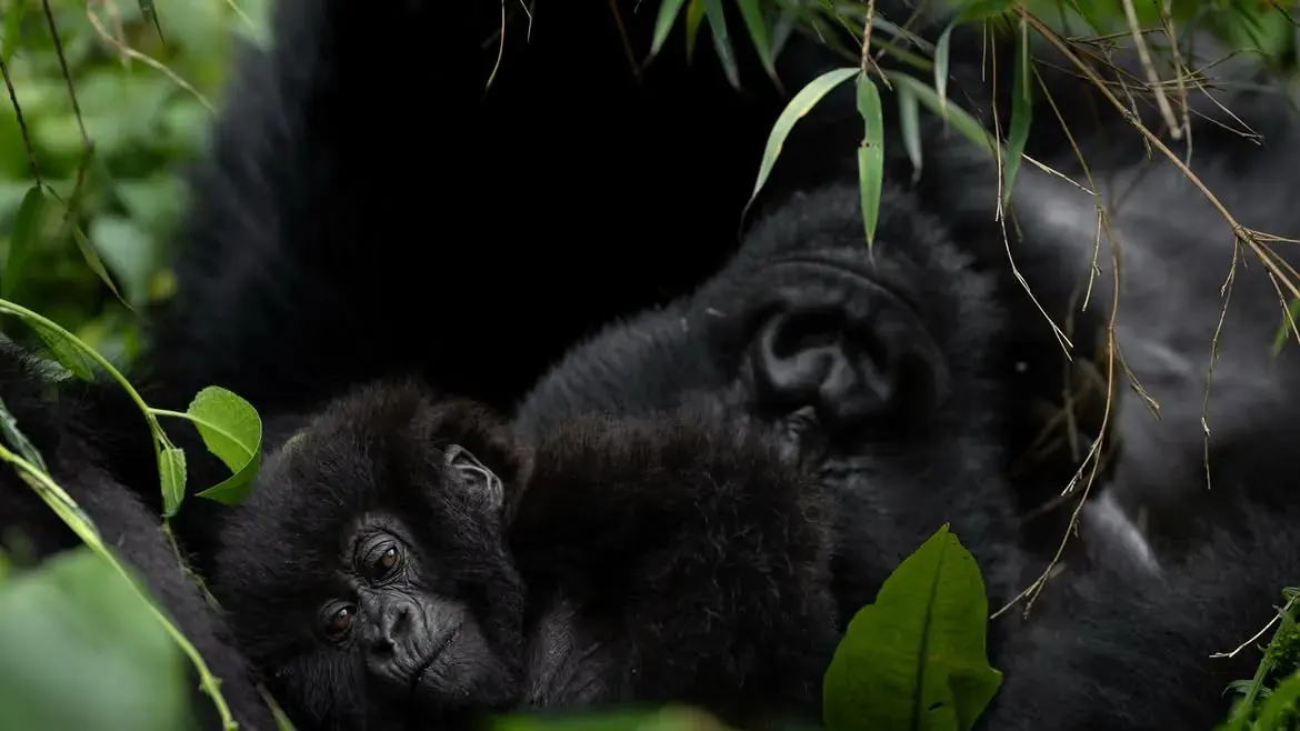 Mother mountain gorilla with baby in Volcanoes National Park, Rwanda