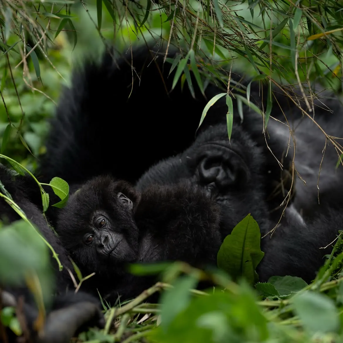 Mountain gorilla in Volcanoes National Park, Rwanda