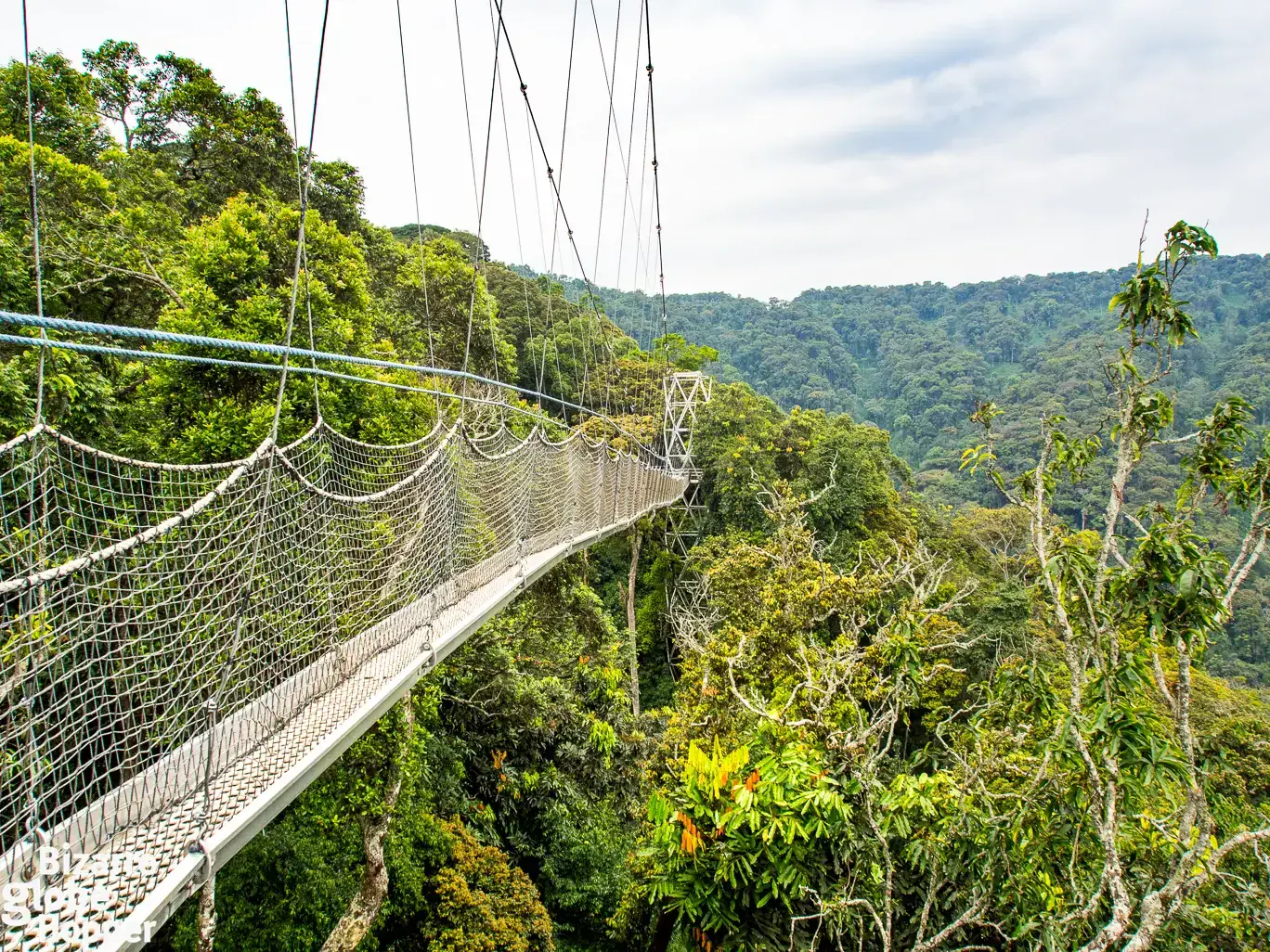 Canopy walkway above the rainforest in Nyungwe Forest National Park
