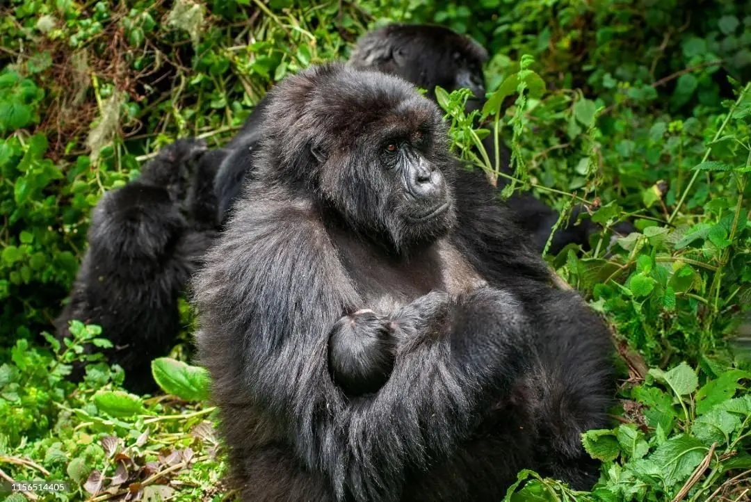 Silverback mountain gorilla holding a baby in Volcanoes National Park, Rwanda