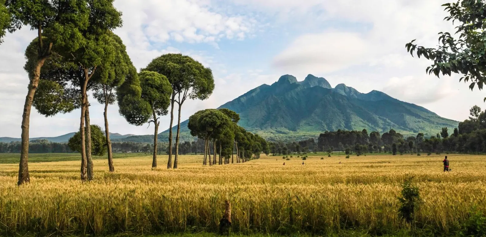 Farmland and trees below Mount Sabyinyo near Volcanoes National Park