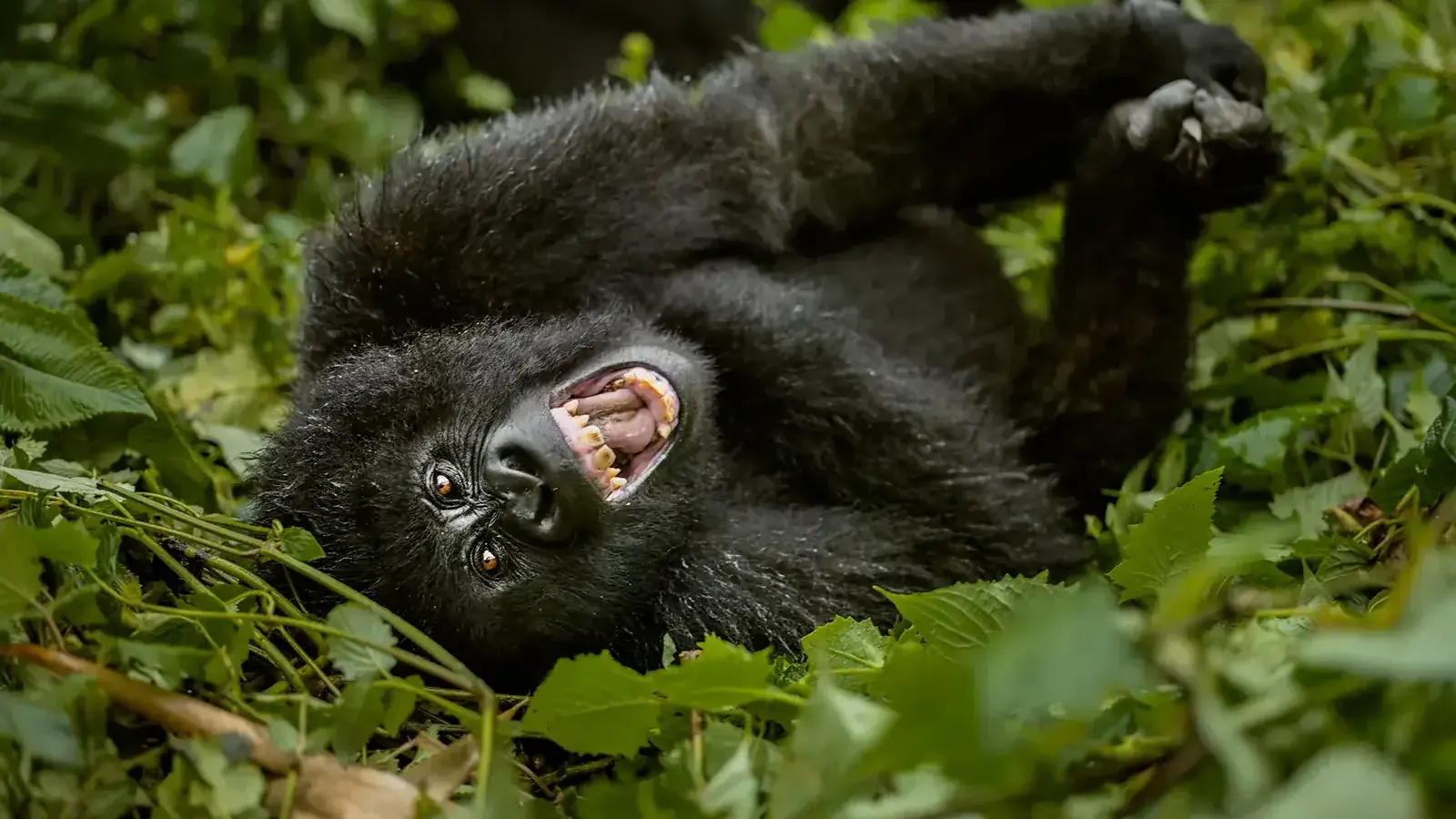 Young mountain gorilla rolling on its back in the forest, Volcanoes National Park, Rwanda