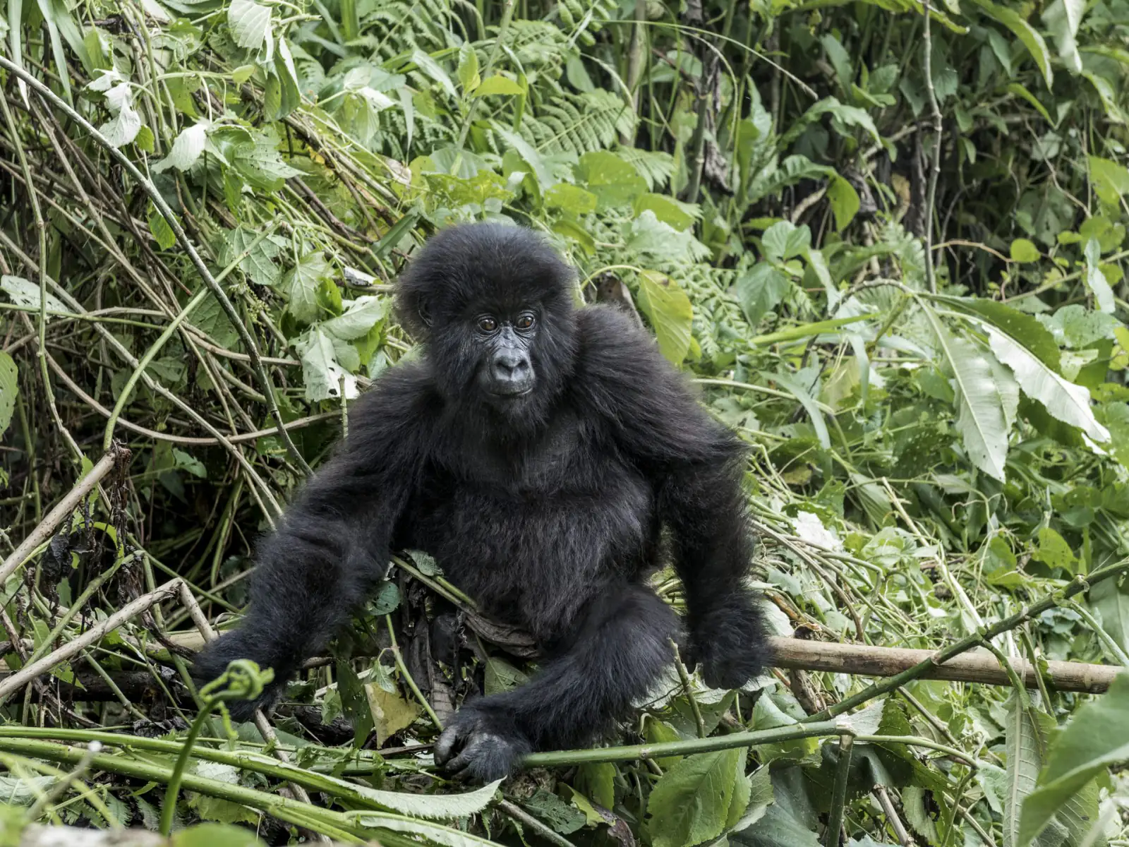 Young mountain gorilla sitting in thick vegetation in Volcanoes National Park