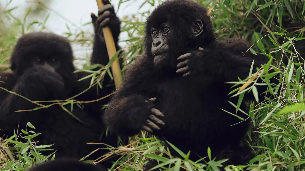 Young mountain gorillas in Volcanoes National Park, Rwanda