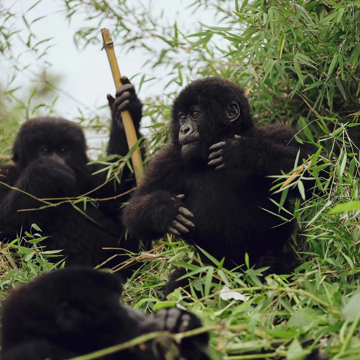 Young mountain gorillas in Volcanoes National Park, Rwanda